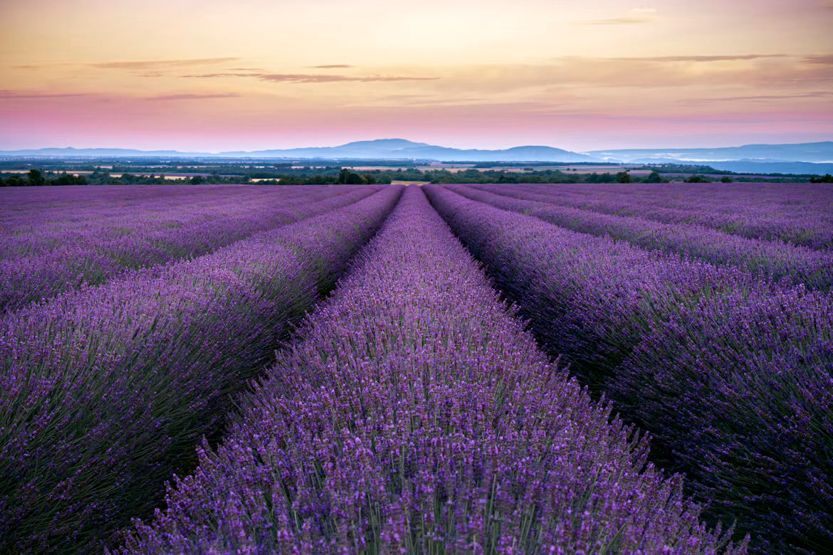 Miels de Provence