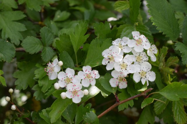 Jura Hawthorn Honey