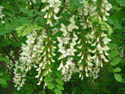 Acacia blanc